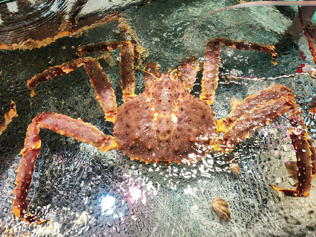 俄羅斯紅帝皇蟹🦀(6釘）(隻）