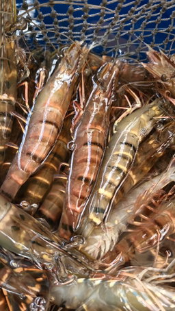 🦞西澳龍蝦餐🦞 