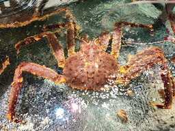 俄羅斯紅帝皇蟹🦀(6釘）(隻）