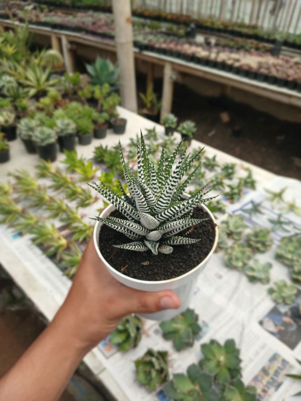 Hawortia zebra