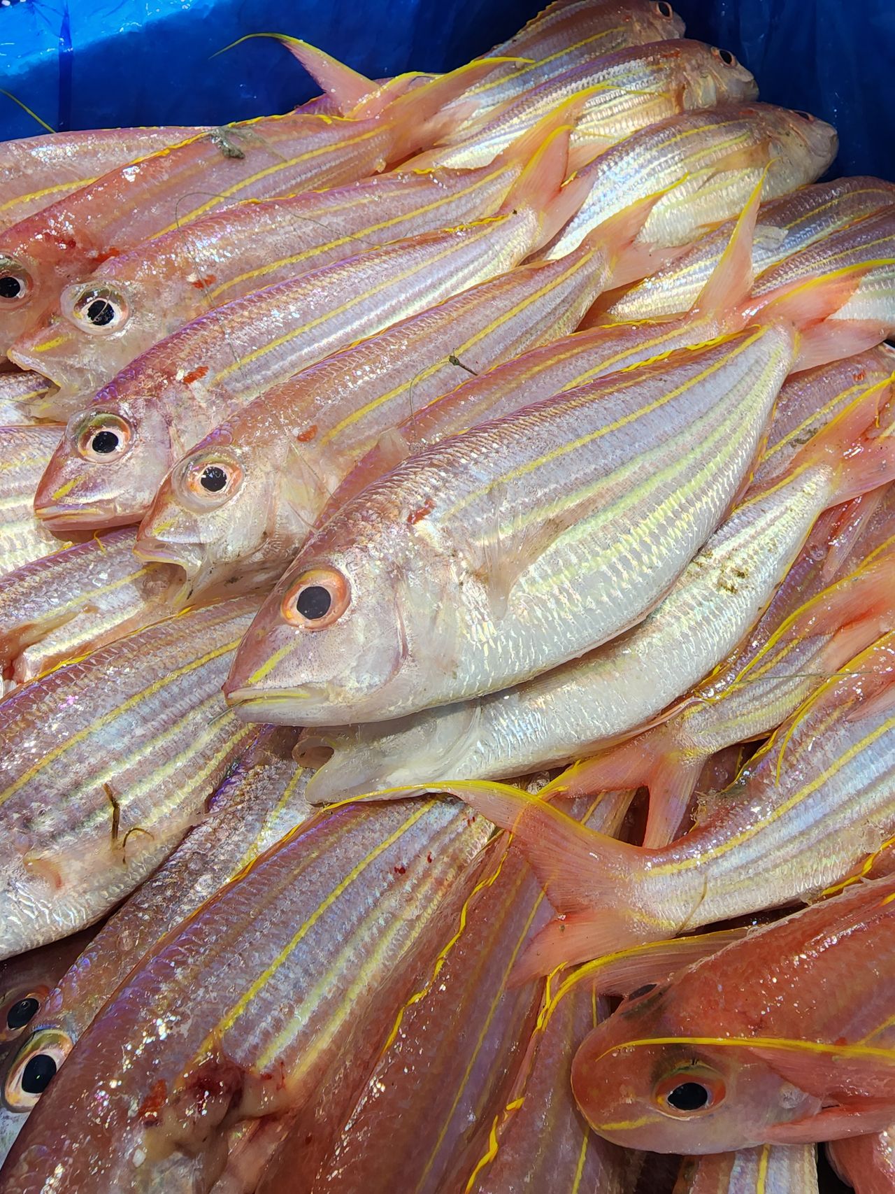 本地紅衫魚🧊(約12兩)(3條裝⚠️)(已清洗及處理好)_8