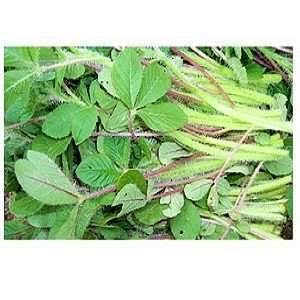 Local Kienyeji/Indigenous Greens_3