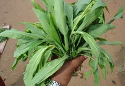 Local Kienyeji/Indigenous Greens