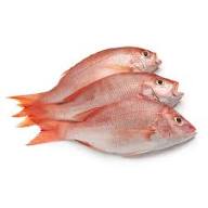 Fish_3