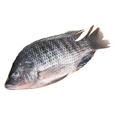 Fish_1