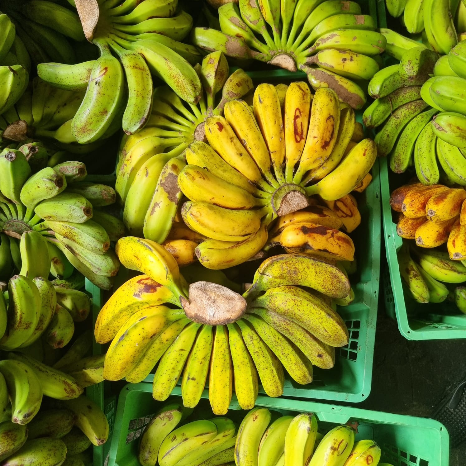 Pisang Kepok Kuning_1
