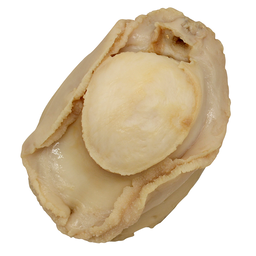 [WILD ABALONE SALE] Australia Wild Abalone - 425g (DW:140g) (1 Whole Piece)