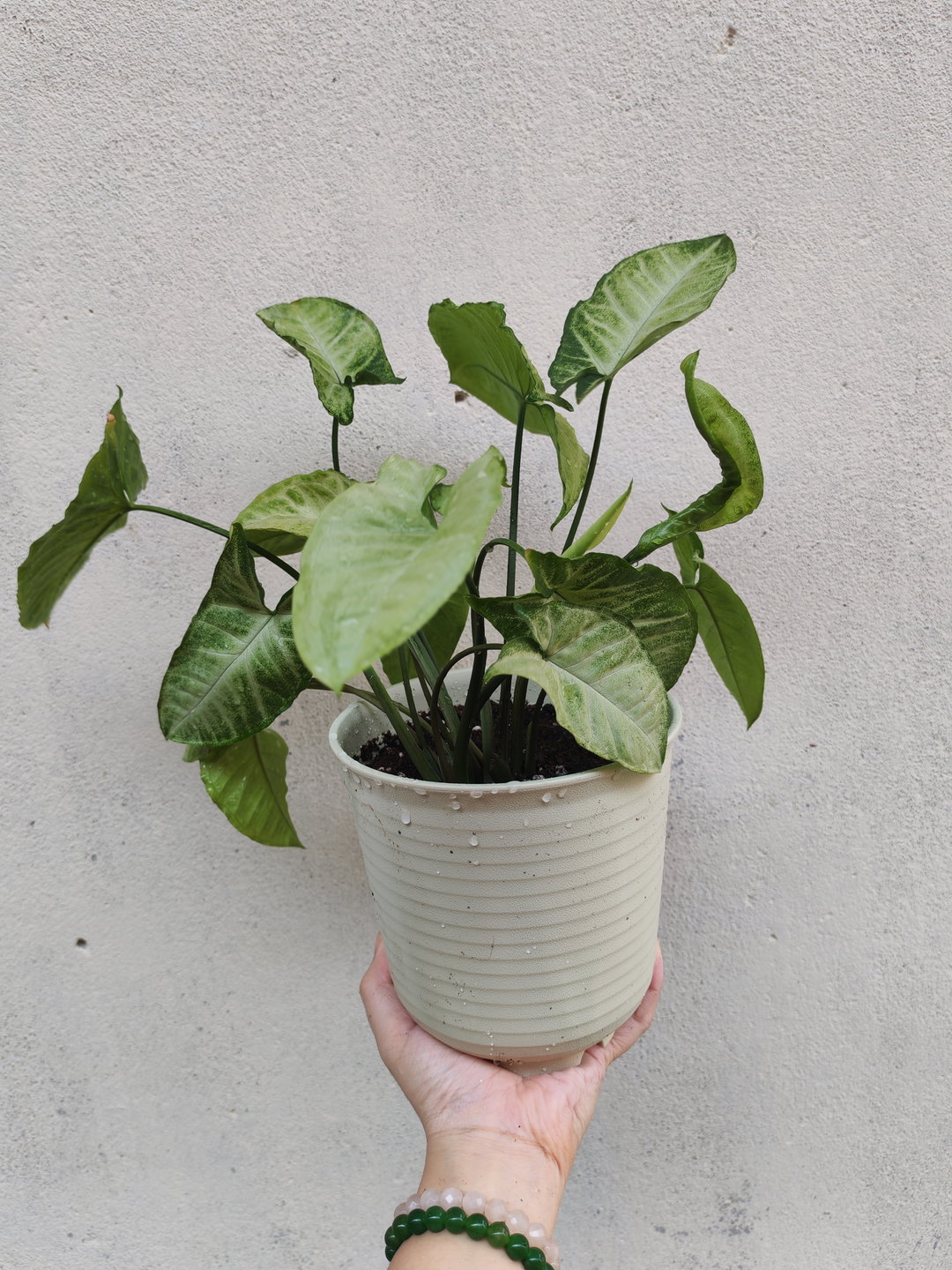 合果芋 Syngonium podophyllum Schott