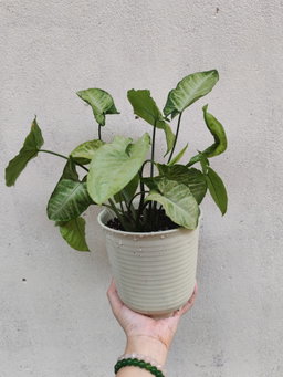 Medium Pot 🏡室内种植（树脂花盆)