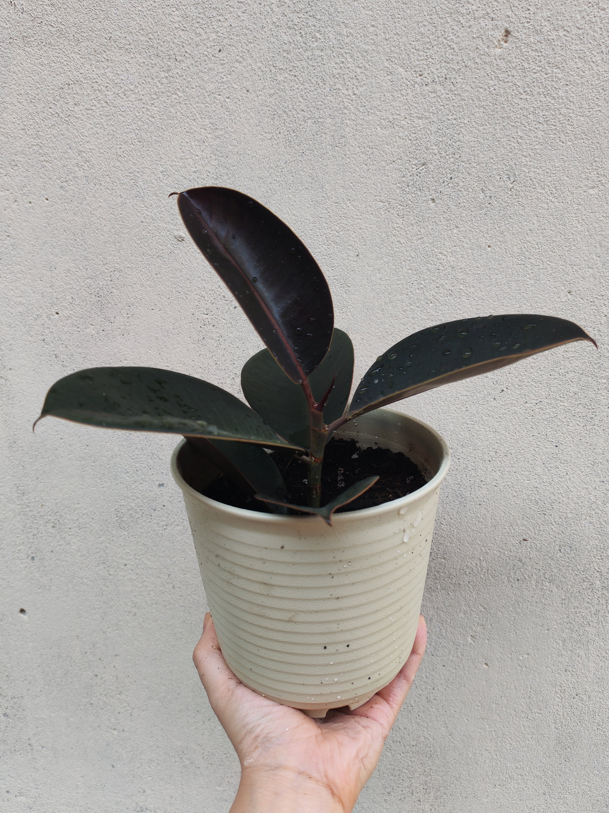 黑金刚 Ficus Elastica_0