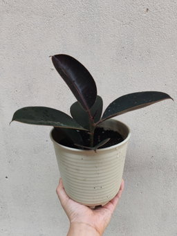 黑金刚 Ficus Elastica