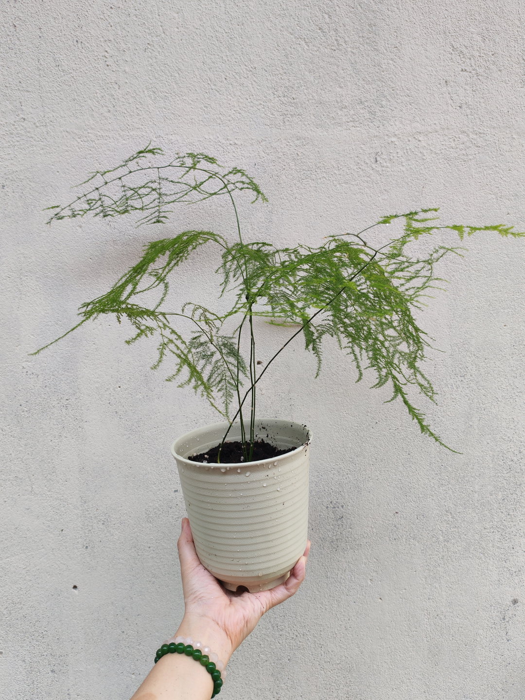 文竹 Common asparagus fern