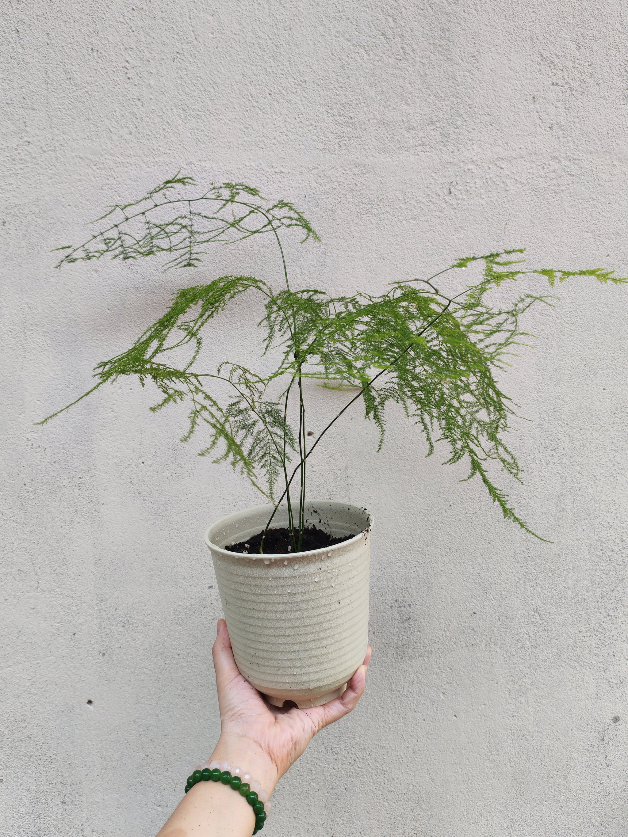 文竹 Common asparagus fern_0