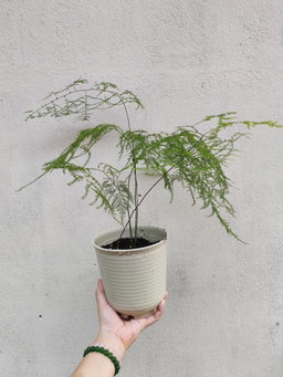 Big Pot 🏡室内种植（树脂花盆)