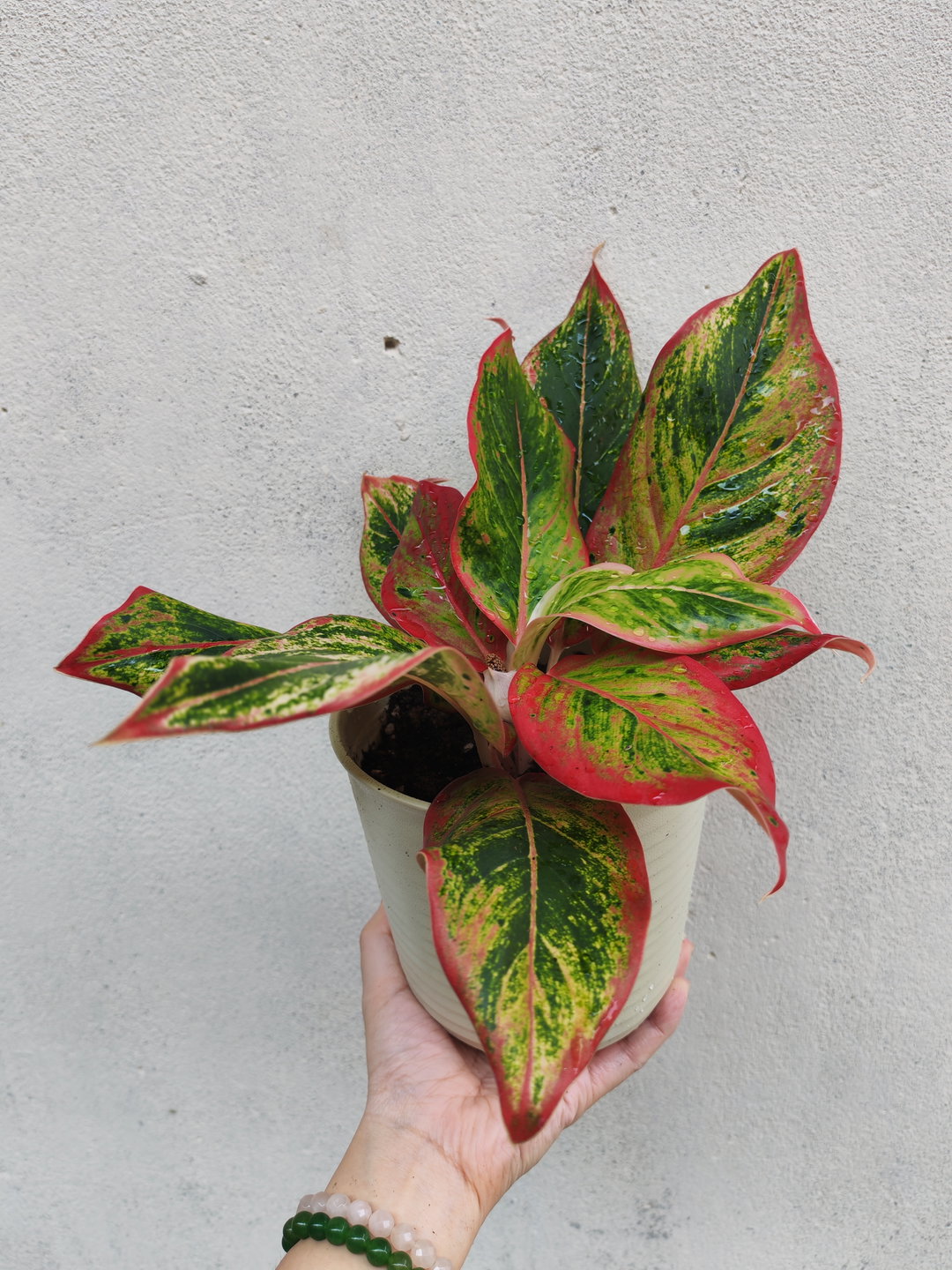 万年红-粗肋草 Aglaonema Star