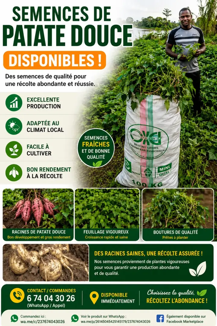 SEMENCES DE PATATE DOUCE_0