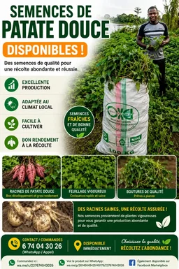 SEMENCES DE PATATE DOUCE