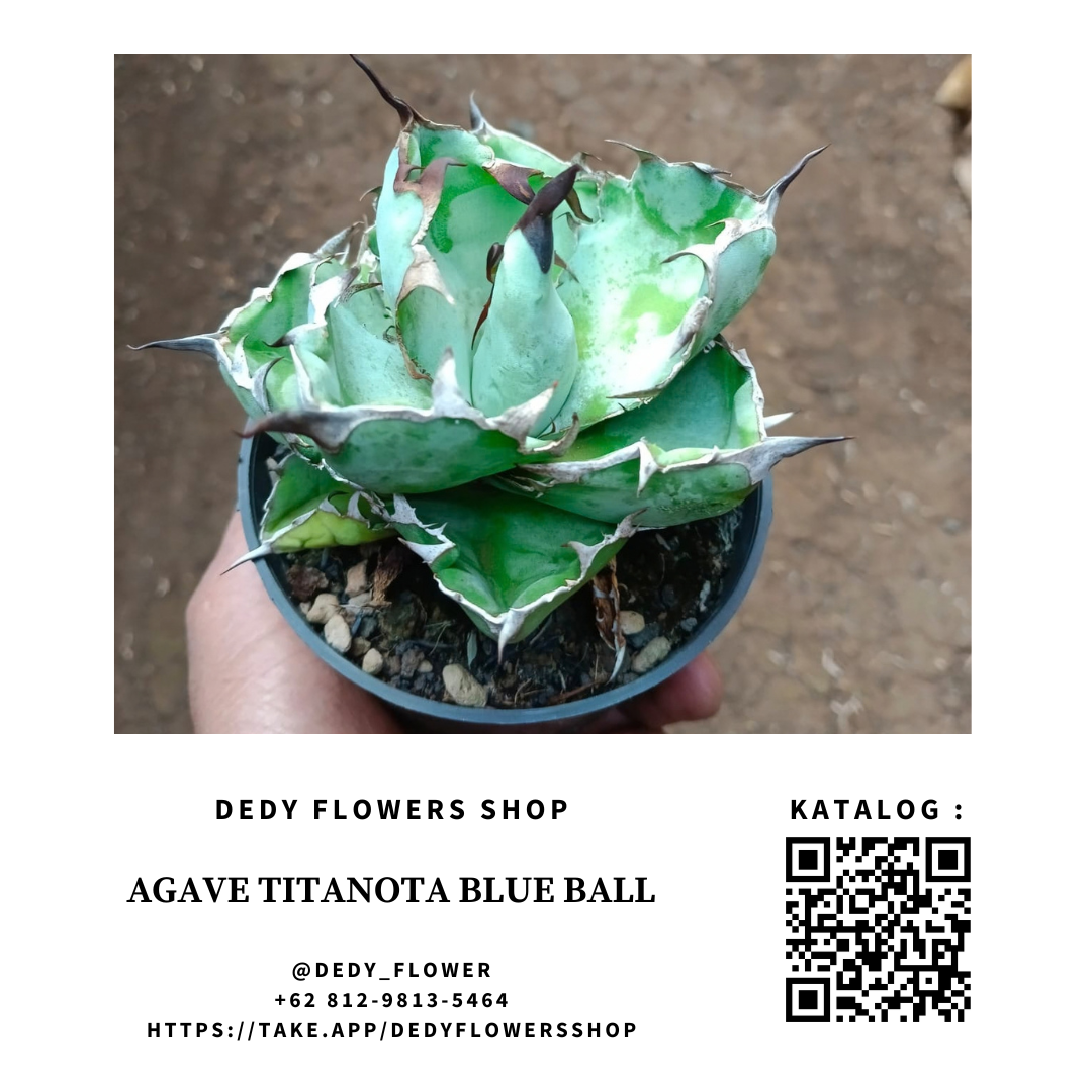 Agave Titanota Blue Ball _0
