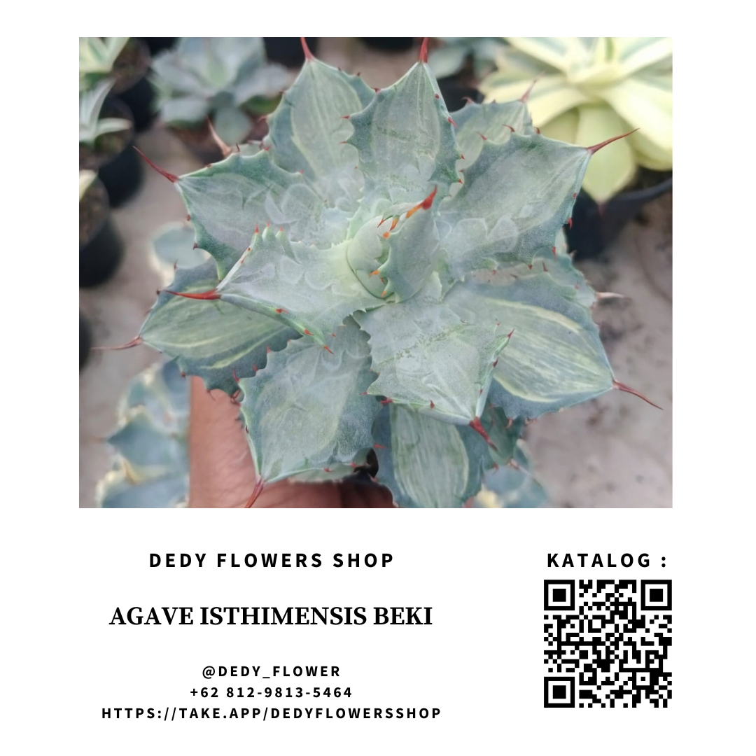 Agave Istimensis Beki