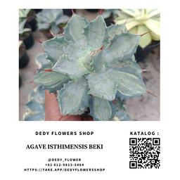Agave Istimensis Beki