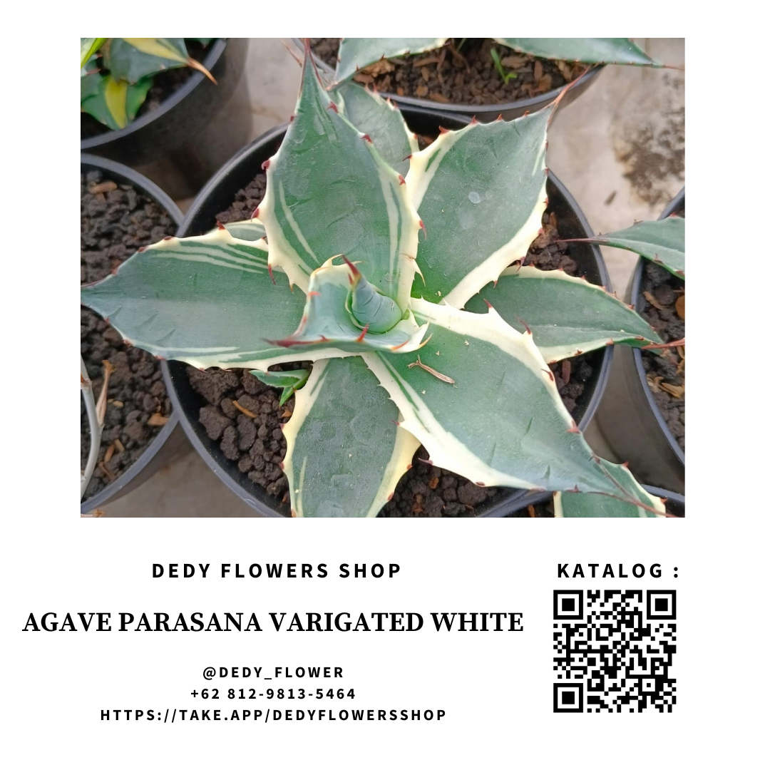 Agave Parasana Varigated White 