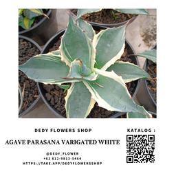 Agave Parasana Varigated White 