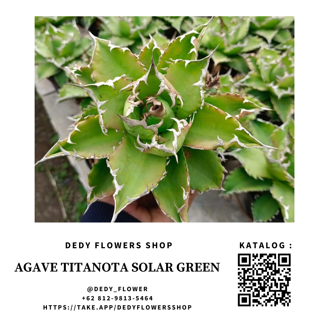 agave Titanota solar Green_0