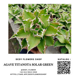 agave Titanota solar Green