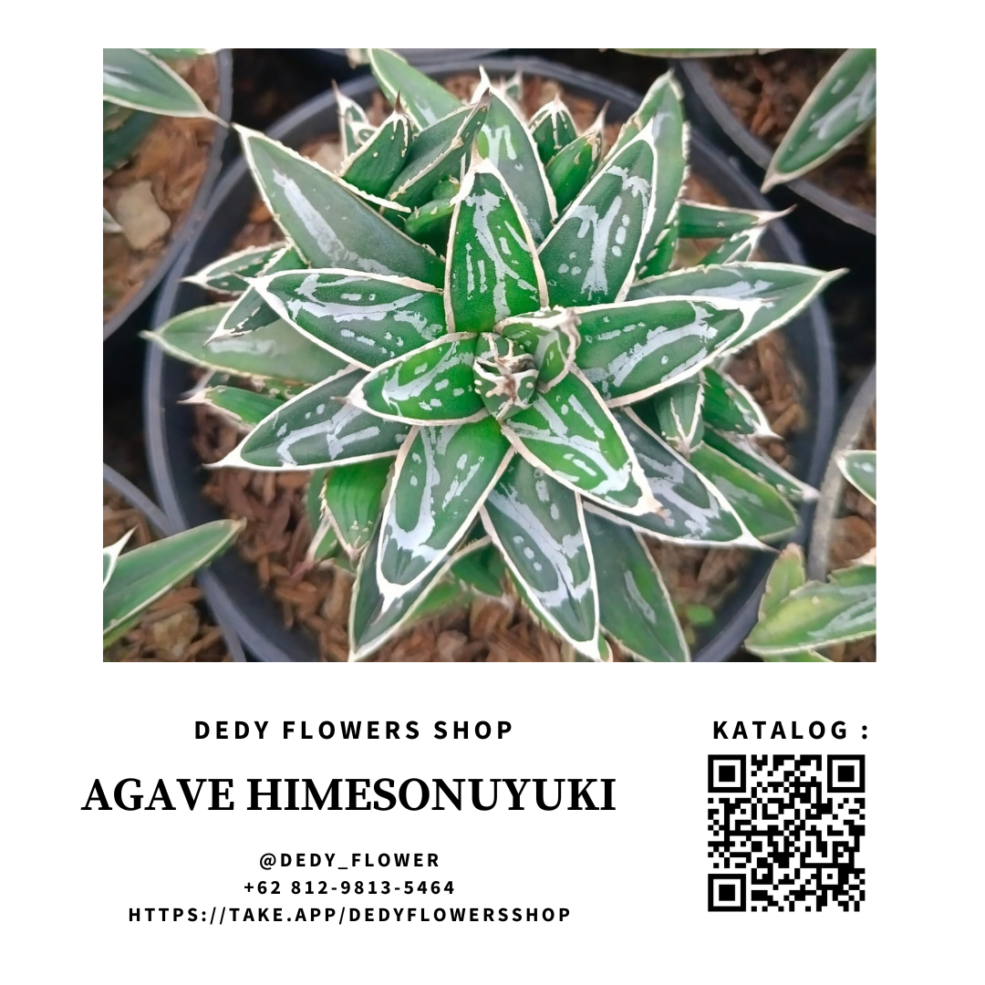 Agave Himesonuyuki