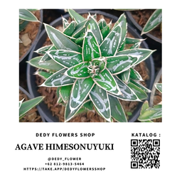 Agave Himesonuyuki
