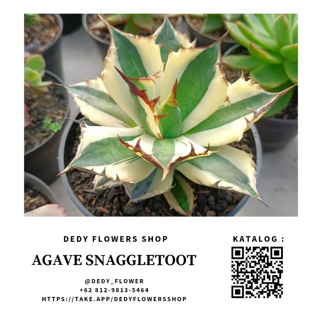 Agave Snaggletoot 
