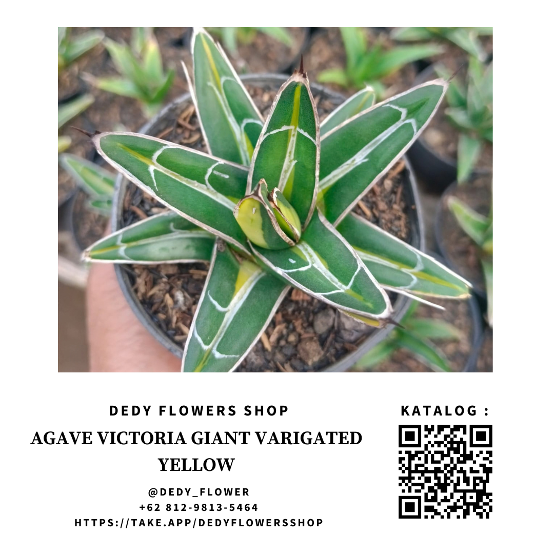 Agave Victoria Giant Varigated Yellow