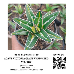 Agave Victoria Giant Varigated Yellow