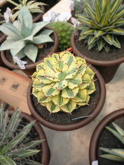 Agave Potatorum Varigated Suncrown 