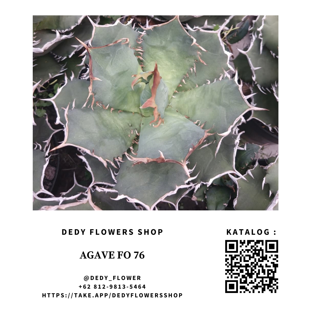 Agave Titanota FO 76