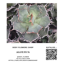 Agave Titanota FO 76