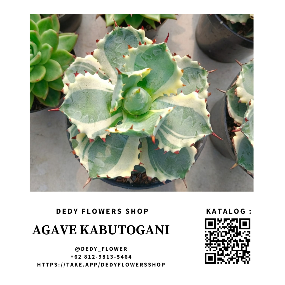 Agave Kabutogani Varigated