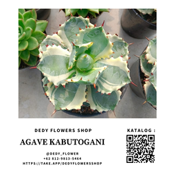 Agave Kabutogani Varigated