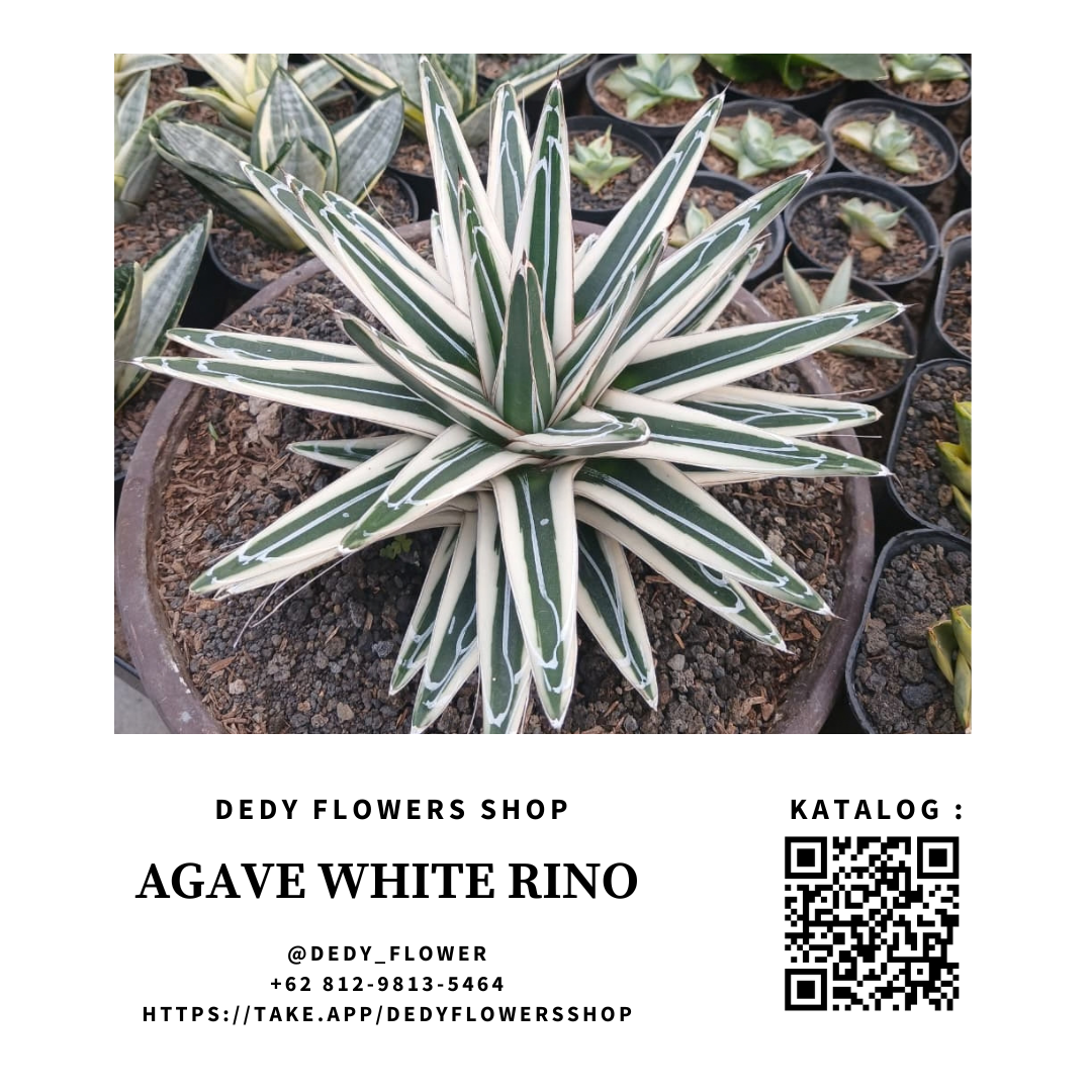 Agave White Rino