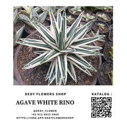 Agave 