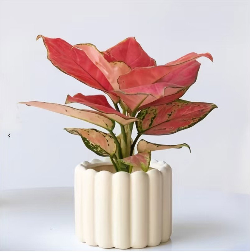 吉利红-粗肋草 Aglaonema Star