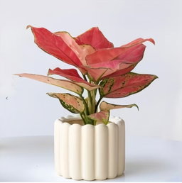 Small Pot 🏡室内种植（陶瓷花盆)