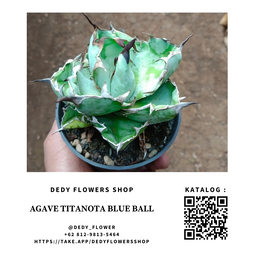 Agave Titanota Blue Ball 