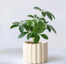 鸭脚木-鹅掌柴 Schefflera Heptaphylla