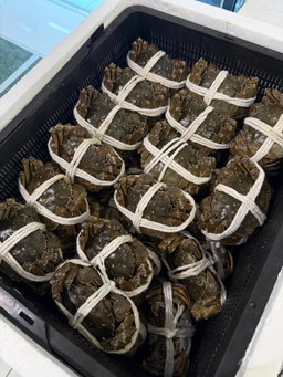 Premium Chinese Female Hairy Crab 精品大闸蟹 | 三两半 | 170–180g