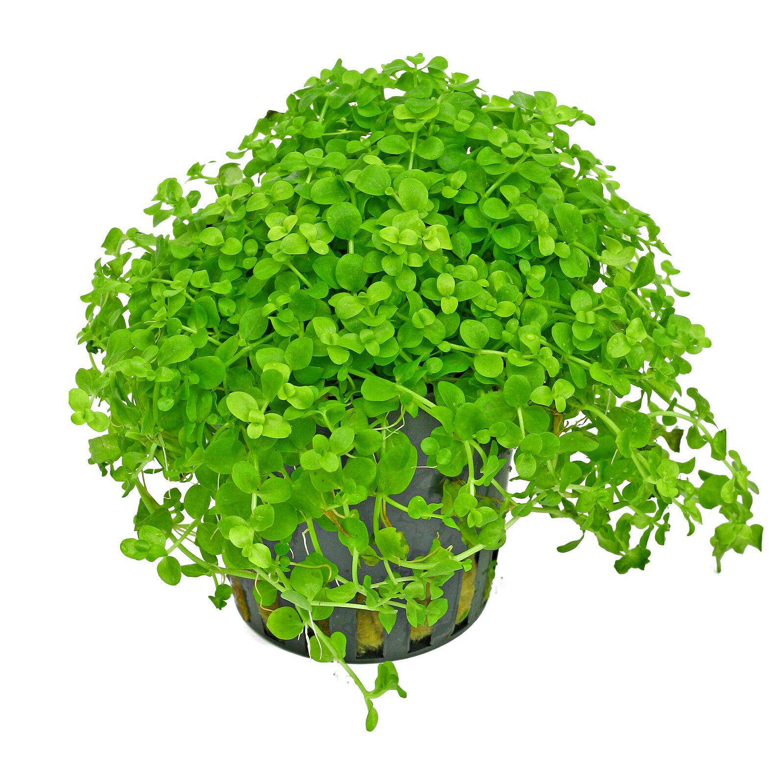 Hemianthus Micranthemum Carlo_0
