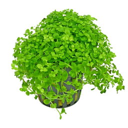 Hemianthus Micranthemum Carlo