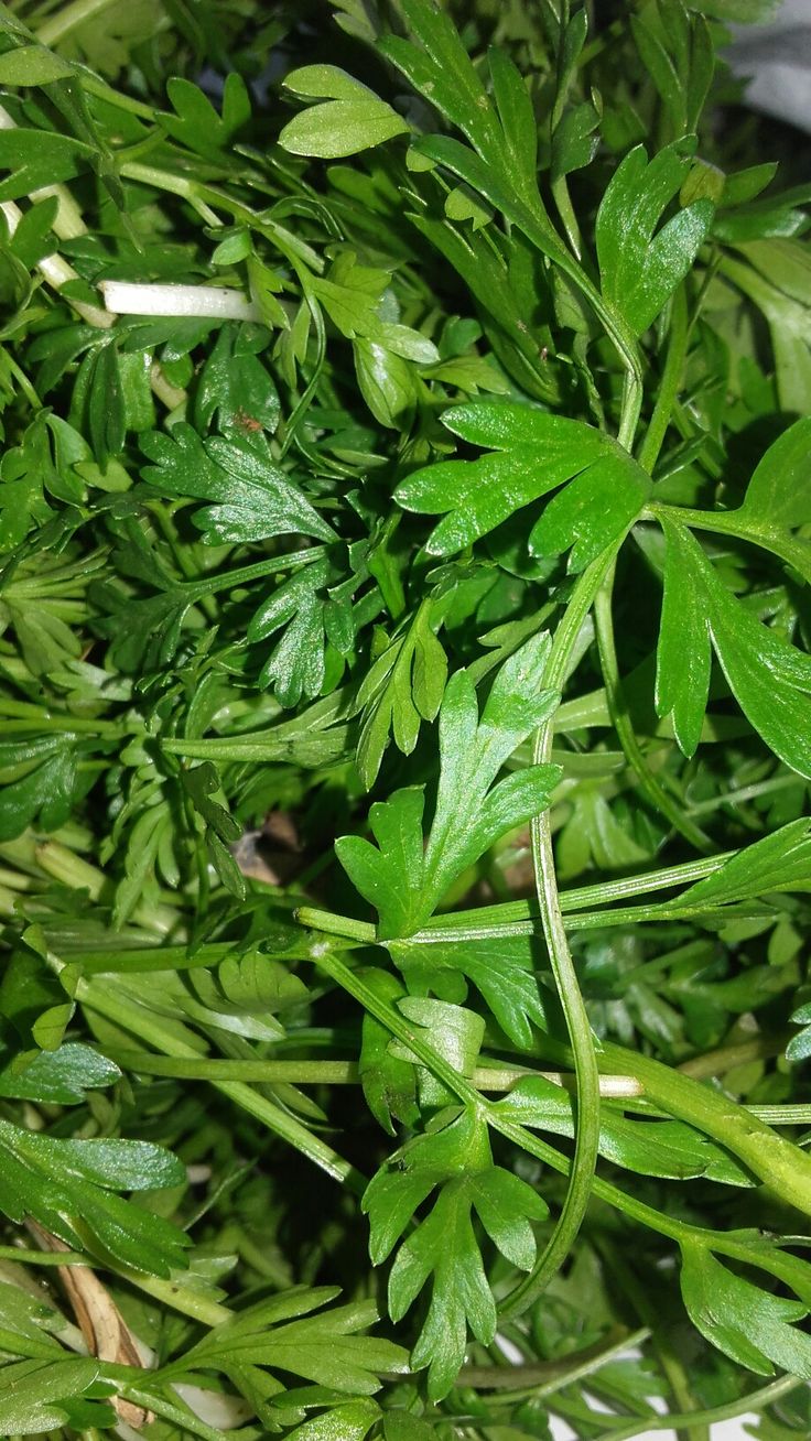 رشاد 