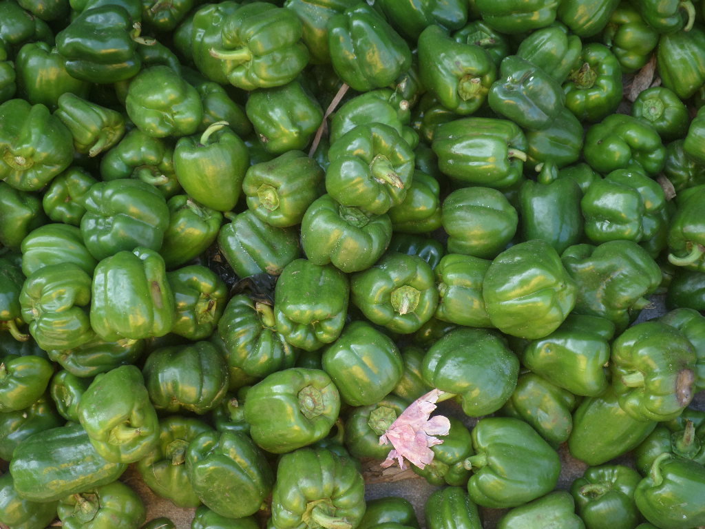 Sweet peppers/ hoho