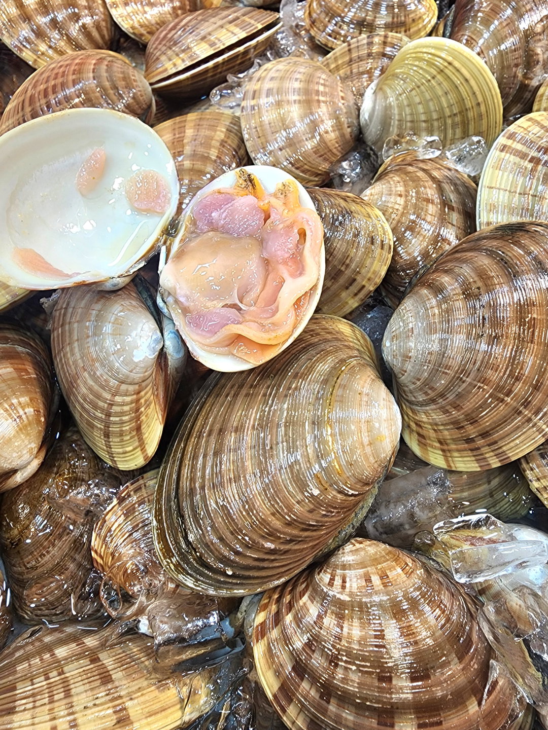 黃金貝🐚（5隻）（約14兩- 1斤）